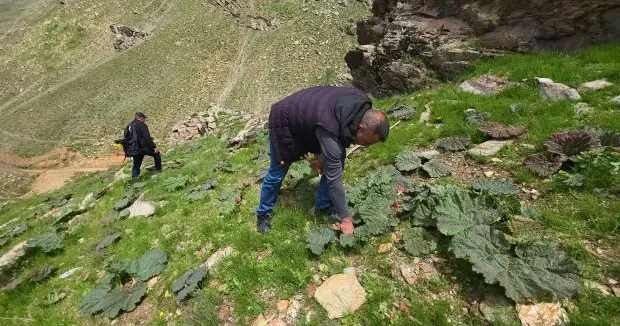 Bitlis haberleri Dağ bayır toplamak için yürüyorlar: Kilogramı 750 TL den 200 TL ye düştü 21 Mayıs 2026