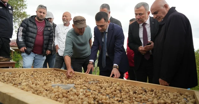 Topraktaki altın salebin hasadı başladı: Kilosu 12 bin TL Samsun Haberleri