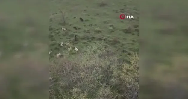 Eskişehir de sürüye saldıran ayıya kangal köpekleri engel oldu: O anlar kamerada