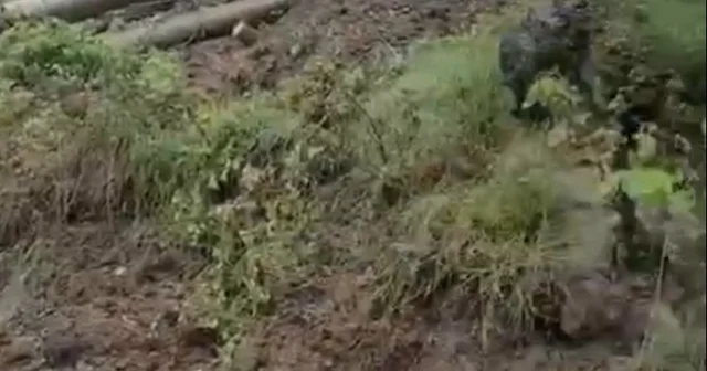 Heyelanda devrilen ağaçlar yolu kapattı Amasya Haberleri