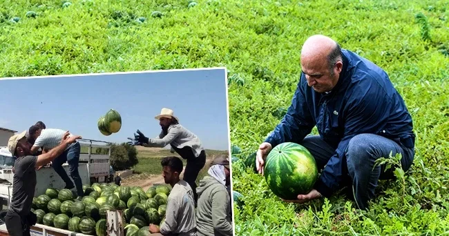 Türkiye nin en bereketli tarım arazilerinde hasat başladı: Kilosu 25 liradan satılıyor