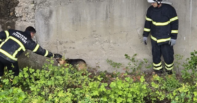 Tokat ta dere kanalına düşen köpek kurtarıldı Tokat Haberleri