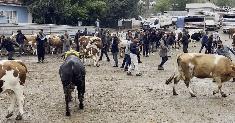 Diyarbakır da Kaçan Boğa Paniğe Neden Oldu