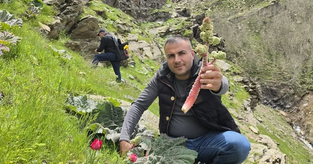 Bitlisliler yayla muzu için dağlara akın etti Bitlis Haberleri