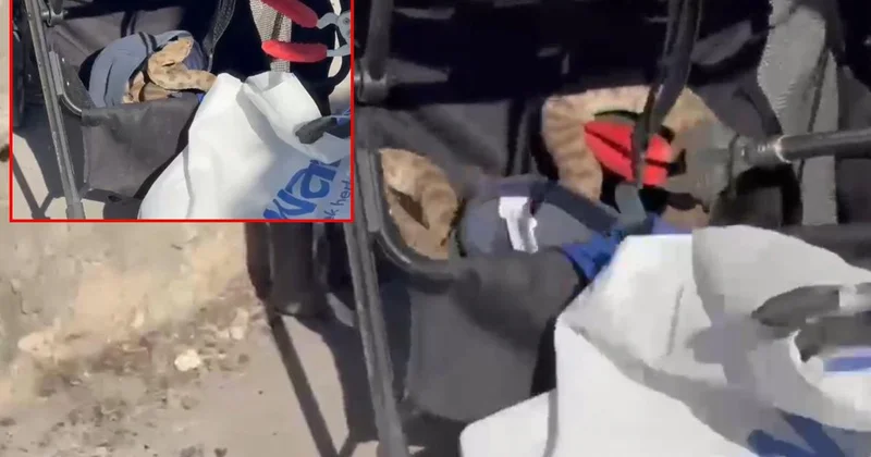 Bebek arabasına ağaçtan yılan düştü
