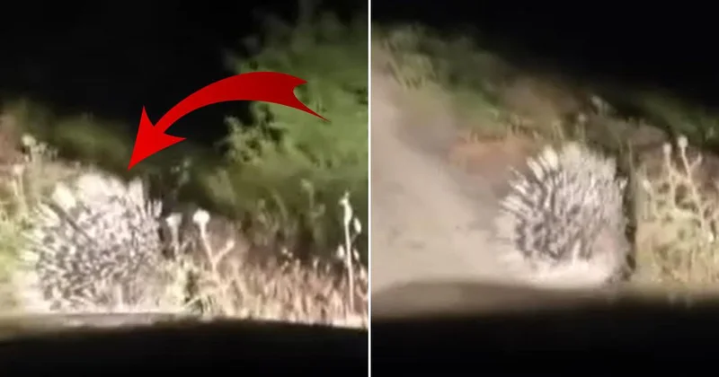 En tehlikeli hayvanlar arasında! Elazığ da oklu kirpi görüntülendi