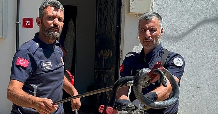 Evin lavabosundan çıkan yılan paniğe neden oldu
