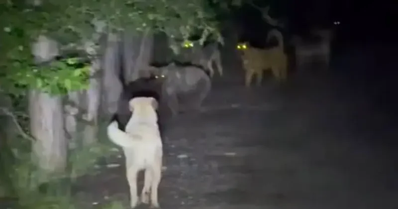 Kızılcahamam’da başıboş köpeklerin, ayılarla karşı karşıya geldiği anlar kamerada