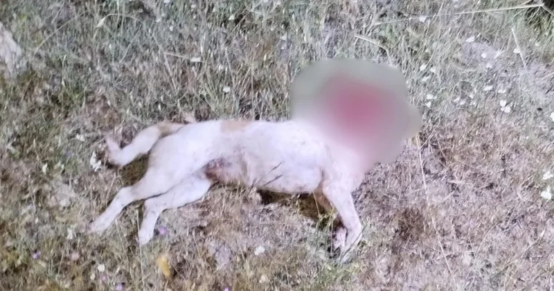 Köpeği Satırla Öldüren Kişi Tutuklandı