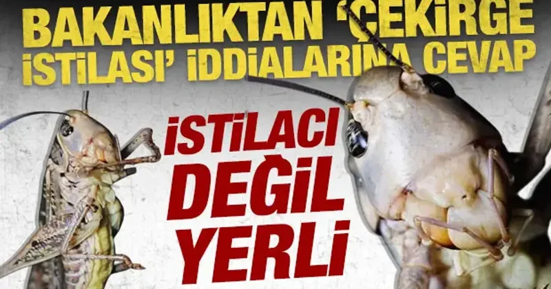 İstanbul daki çekirgeler istilacı değil yerli çıktı: Biyolojik dengeye katkı sağlıyorlar