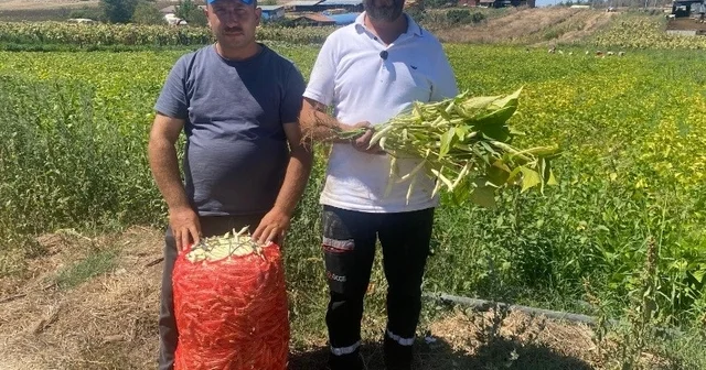 Şeker fasulye yüzleri güldürdü Deneme amaçlı 1 dönüme ektiler, beğenilince bin dönüme çıktılar Şeker fasulye köylünün umudu oldu Bursa Haberleri Habertürk Yerel Haberler