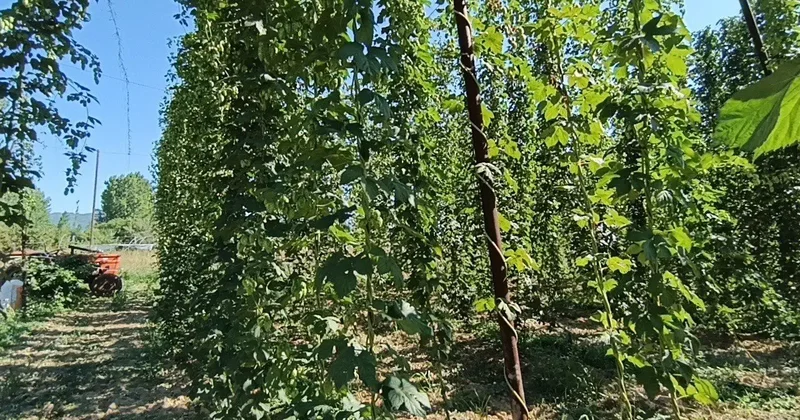 Türkiye de sadece o şehirde yetişiyor! Yeşil altın hasadı başladı