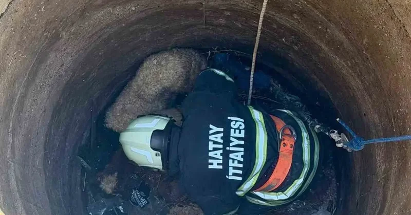 Antakya’da kuyuya düşen 2 koyun kurtarıldı
