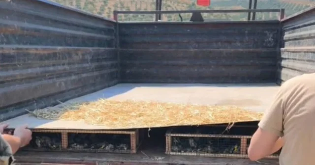 Traktörün römorkunda 2 bin 114 saka ele geçirildi; sürücüye 19,8 milyon TL ceza kesildi Hatay Haberleri Habertürk Yerel Haberler