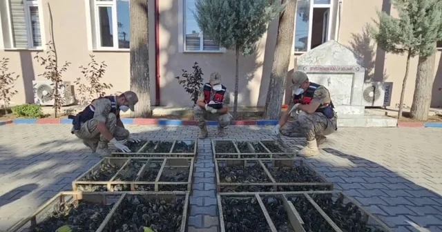 Suriye ye geçirilmek istenen 2 bin 114 saka kuşuna 19 milyon 871 bin TL ceza Hatay Haberleri Habertürk Yerel Haberler