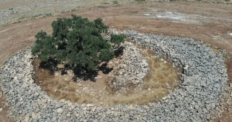 Şanlıurfa da 13 asırlık zeytin ağacı meyve vermeyi sürdürüyor