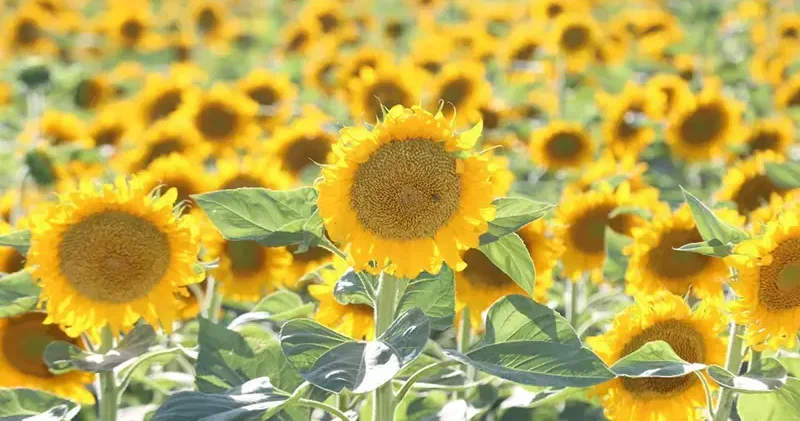 Aksaray dan Avrupa ve Japonya ya 500 ton ayçiçeği balı ihracatı