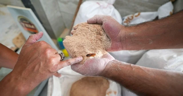 Un fabrikasında şoke eden görüntü: 30 ton böceklenmiş bozuk un ele geçirildi Mersin in Tarsus ilçesinde böceklenmiş ve küflenmiş 30 ton un imha edildi Mersin Haberleri Habertürk Yerel Haberler