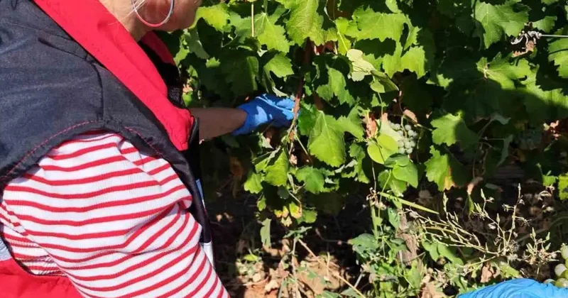 Tekirdağ’da üzüm bağlarında hasat öncesi pestisit denetimi