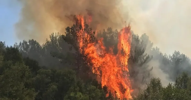 Muğla da korkutan yangın!