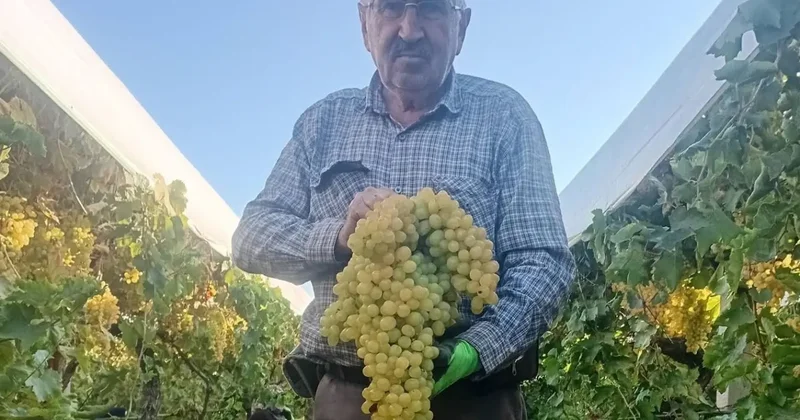 Manisa da şaşkına çeviren hasat: Dev salkım 5,5 kilogram