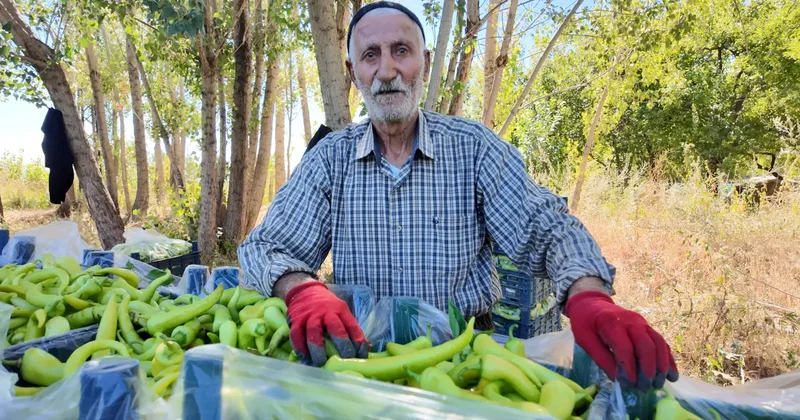 86 yaşında üretime devam ediyor: Günlük 6 ton satıyor
