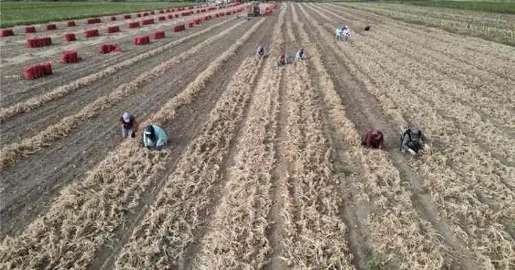 Asırlardır devam eden hasat: Tarlada 15 lirayı buldu, kapanın elinde kaldı!