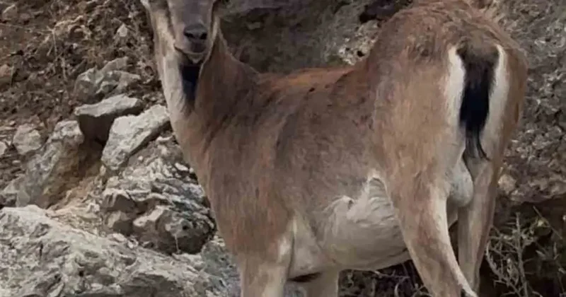 Keban’da dağ keçileri görüntülendi