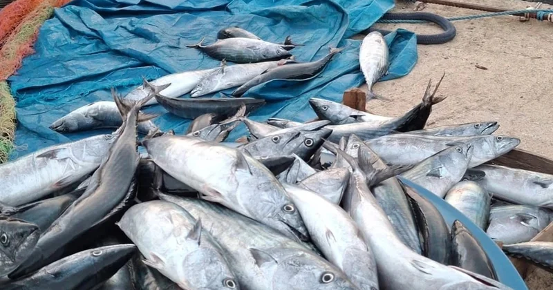 Palamut bollaştı, tezgahta tanesi 75 lira! Kaptanlar mazot fiyatından yakınıyor