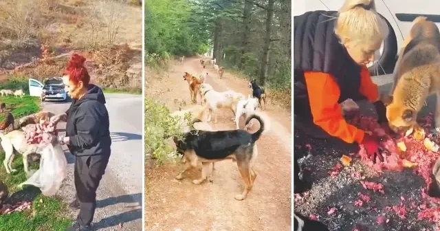 Mama lobisi şimdi de ormanları istila etti! Yerel Gündem Haberleri