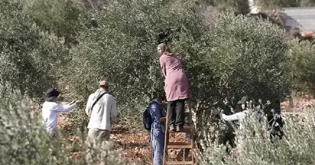 Filistin topraklarını gasbeden İsrailliler, Batı Şeria da zeytin toplayan Filistinlileri hedef alıyor Ortadoğu Haberleri