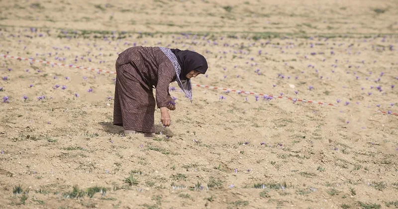 Kilosu 600 bin liradan satılacak: Hasadı başladı, verimi yüz güldürüyor Sözcü Gazetesi