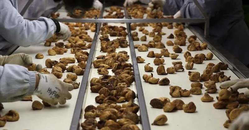 Türkiye’den dünyaya ihracat çıkışı! 97 ülke alıyor, 369 milyon 759 bin dolar kazandırdı Sözcü Gazetesi