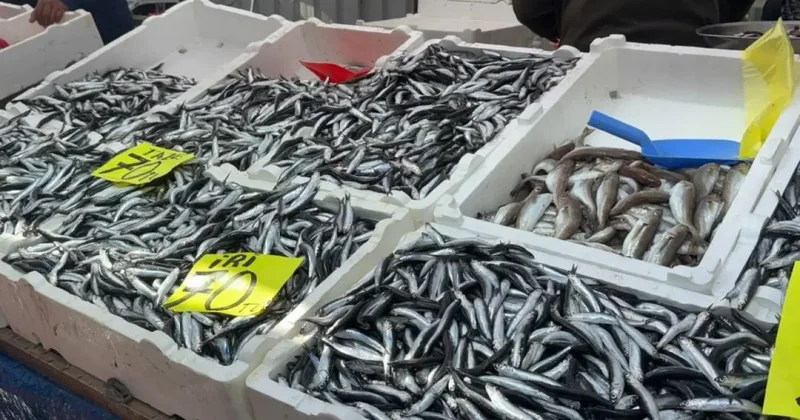 Hamsinin fiyatı 70 liraya indi