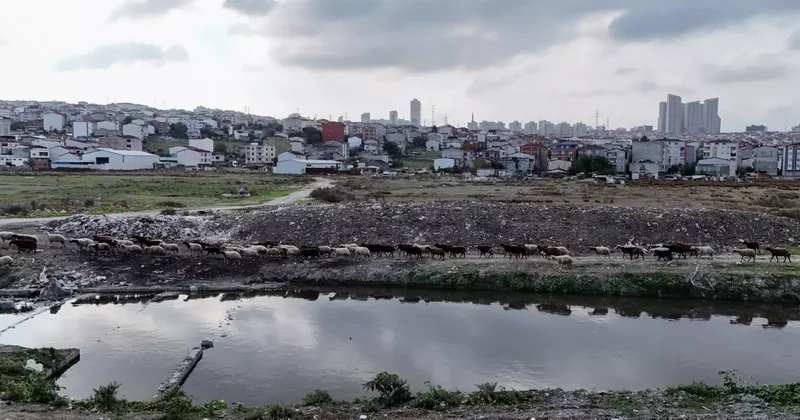 İstanbul un ortasında korkunç görüntü: Dere siyahlaştı, bölgeye lağım kokusu yayılıyor