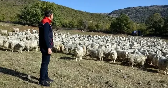 Bolu’da tiftik keçisine 3 milyon liralık destek Bolu Haberleri