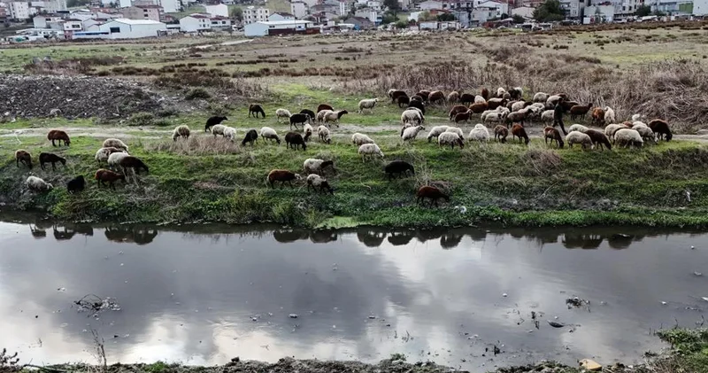 İstanbul da korkutan görüntü: Dere karardı