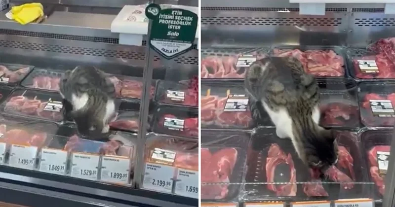 Zincir markette mide bulandıran görüntüler: Kasap reyonuna giren kedi tezgahtaki etleri yedi Sözcü Gazetesi