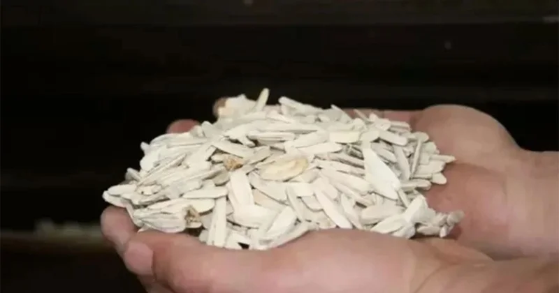Beyaz Çekirdek Neden Yok? Bir Zamanların Vazgeçilmez Çerezi Neden Raflardan Kayboldu? Son Haberler