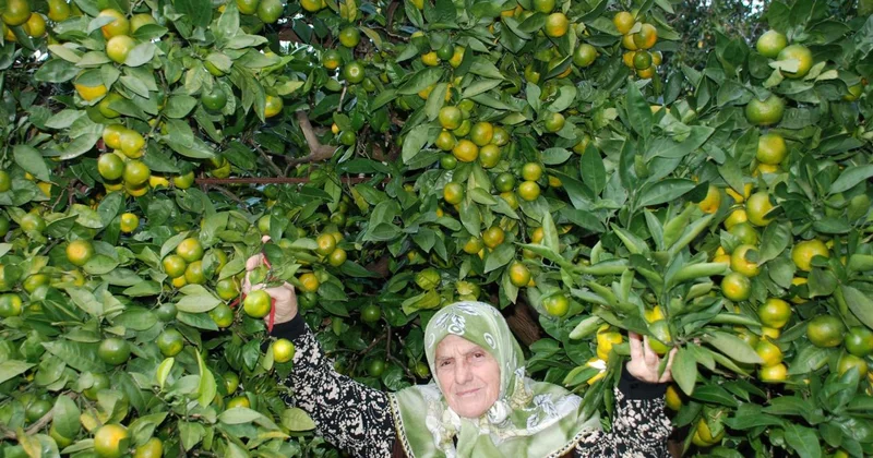 Rize’de mandalina çeşidi 9’a çıktı, Antalya’ya gönderildi