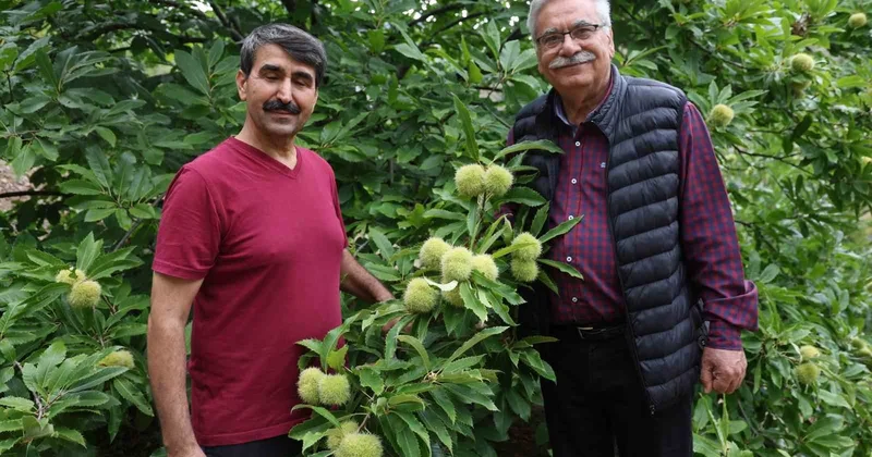 Bin 200 rakımda yetiştirdiği ‘Hacı Ömer’in kilosu 500 TL’den satıyor