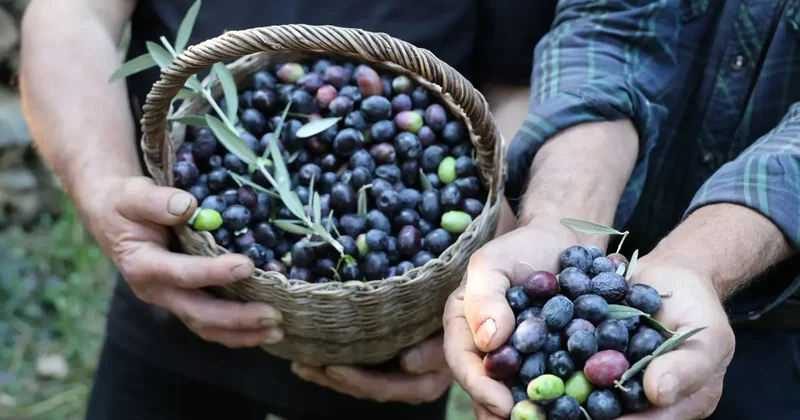 Artvin’de cambazlık gerektiren hasat! 12 metrelik merdivenlerle topluyorlar!