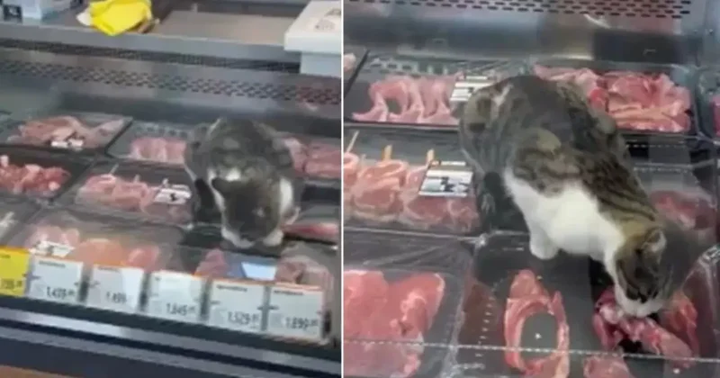 Ünlü markette tepki çeken görüntü! Sokak kedisi kasap reyonundaki etleri yedi