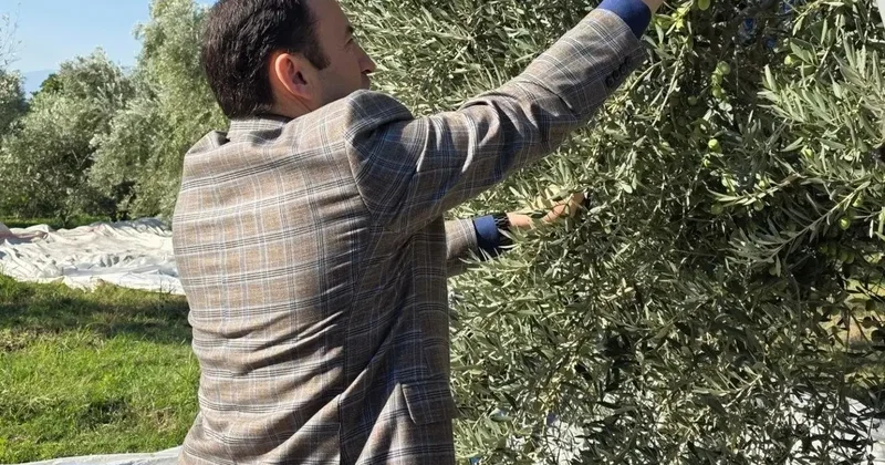 Kuyucak’ta zeytin bahçelerinde hasat mesaisi