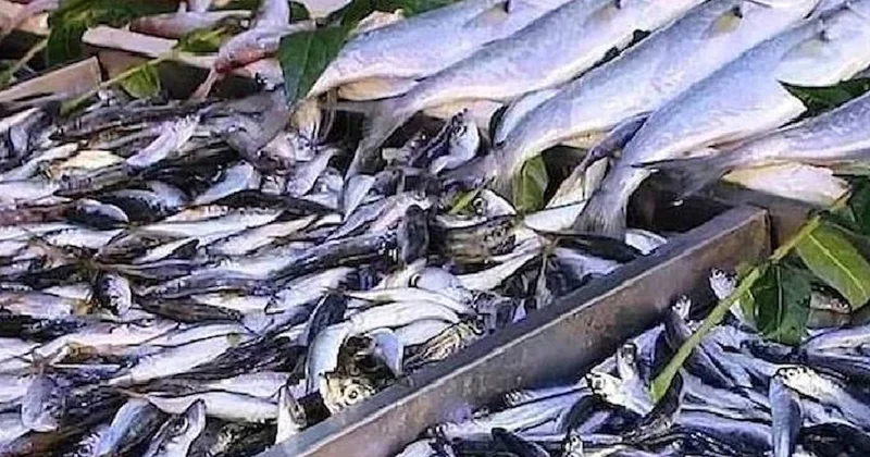 Ton balığını tahtından edecek balık: Omega 3 deposu cıva oranı daha düşük Sözcü Gazetesi