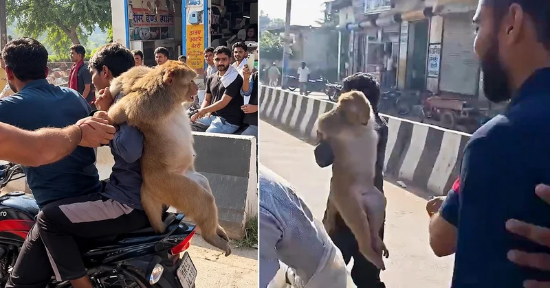 İnsanlık dışı görüntüler! Maymunu sopalarla dövdüler
