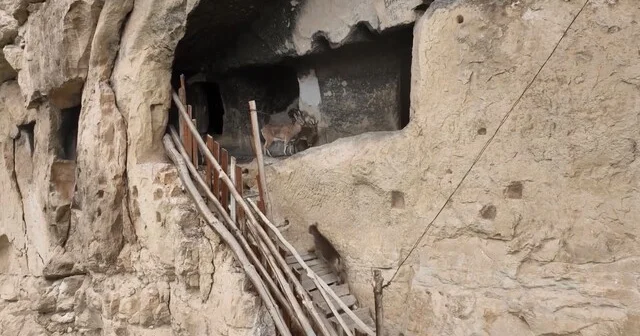 Tunceli de 25 odalı tarihi İn Delikleri ne tırmanan yaban keçileri dronla görüntülendi Tunceli Haber Habertürk Yerel Haberler