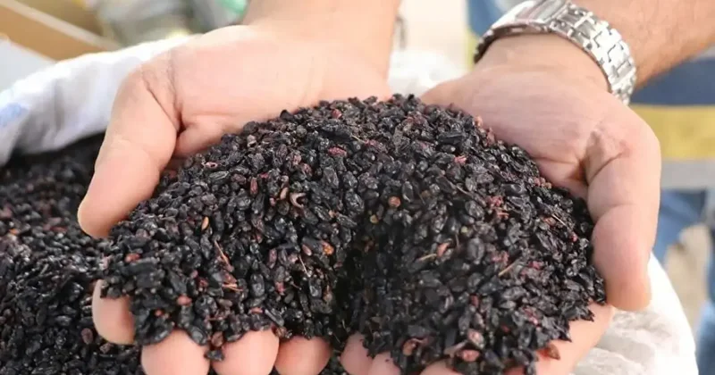 Bu meyveyi sadece Sivaslılar biliyor! Bitmeyen faydaları ile öne çıkıyor