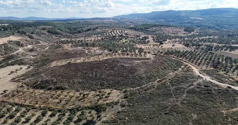 Çanakkale’de yanan ormanlar küllerinden doğuyor