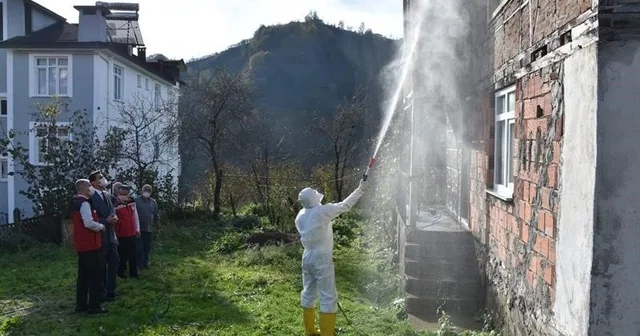 Ordu da kokarcaya karşı 330 bin kışlak ilaçlanacak Ordu Haberleri